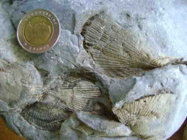 สุสานฟอสซิลหอยโบราณล้านปีFossil Brachiopod Orthotetes Sp.