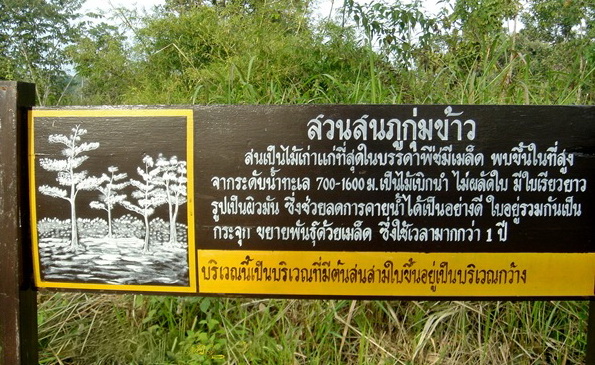 สวนสนภูกุ่มข้าวSuan Son Phu Kum Khao