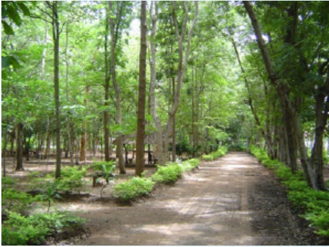 สวนรุกขชาติท่าสองคอนTha Song Kon Arboretum