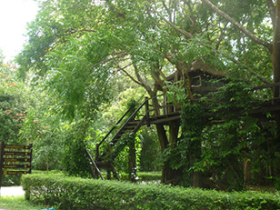 สวนพฤกษศาสตร์เขาหินซ้อนKhao Hin Son Botanical Garden